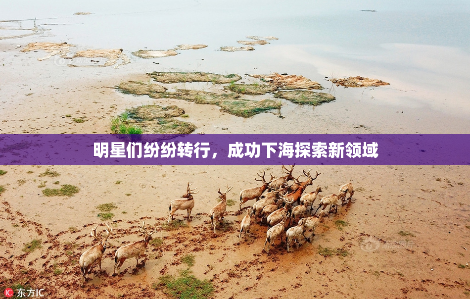 明星们纷纷转行，成功下海探索新领域