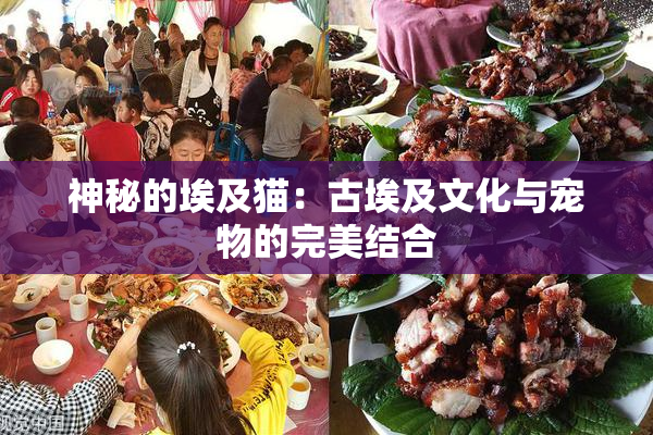 神秘的埃及猫：古埃及文化与宠物的完美结合