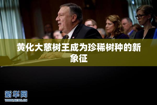 黄化大慈树王成为珍稀树种的新象征