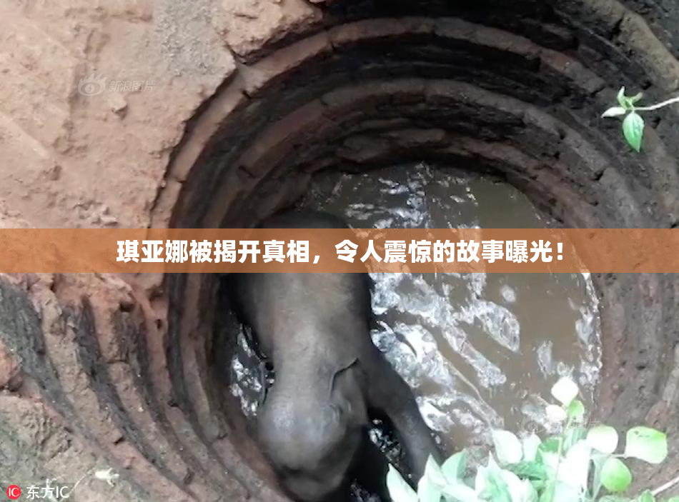 琪亚娜被揭开真相，令人震惊的故事曝光！