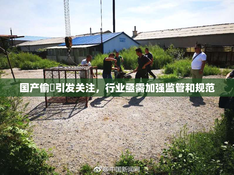国产偷抇引发关注，行业亟需加强监管和规范