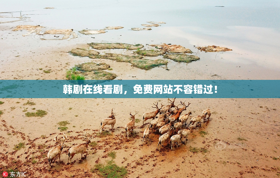 韩剧在线看剧，免费网站不容错过！