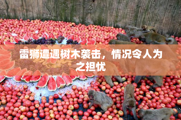 雷狮遭遇树木袭击，情况令人为之担忧