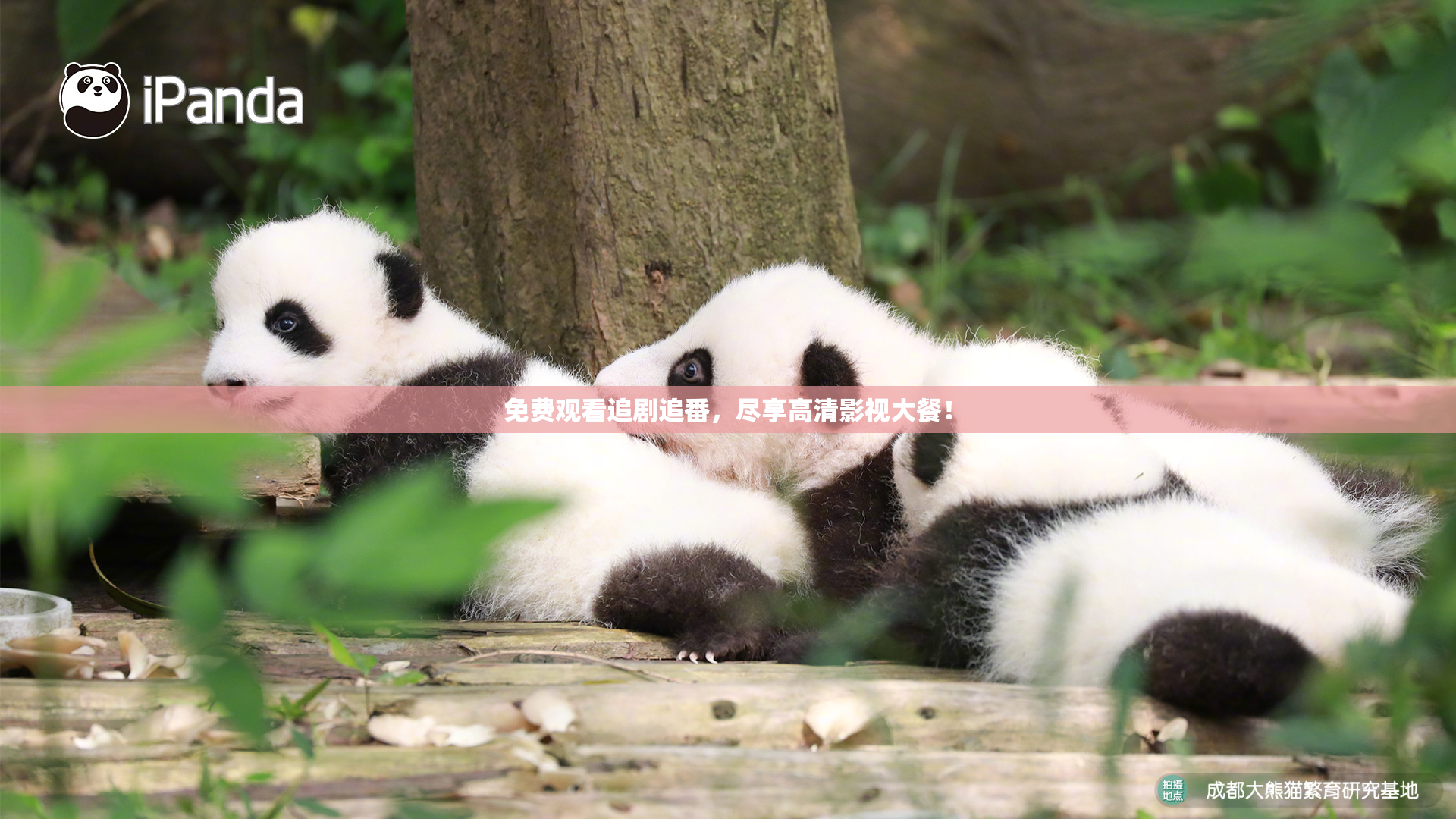 免费观看追剧追番，尽享高清影视大餐！