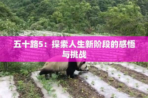 五十路5：探索人生新阶段的感悟与挑战
