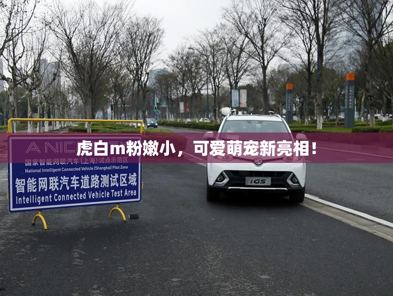 虎白m粉嫩小，可爱萌宠新亮相！