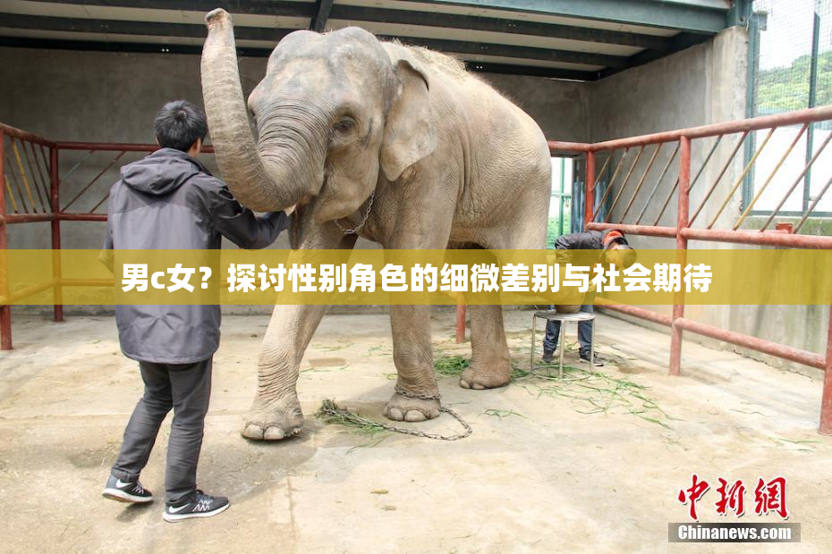 男c女？探讨性别角色的细微差别与社会期待