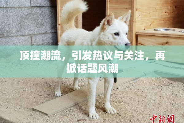 顶撞潮流，引发热议与关注，再掀话题风潮