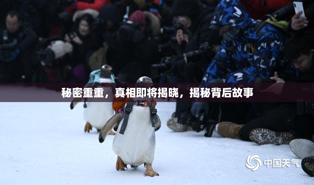 秘密重重，真相即将揭晓，揭秘背后故事