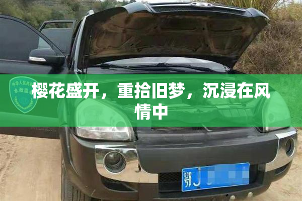 樱花盛开，重拾旧梦，沉浸在风情中