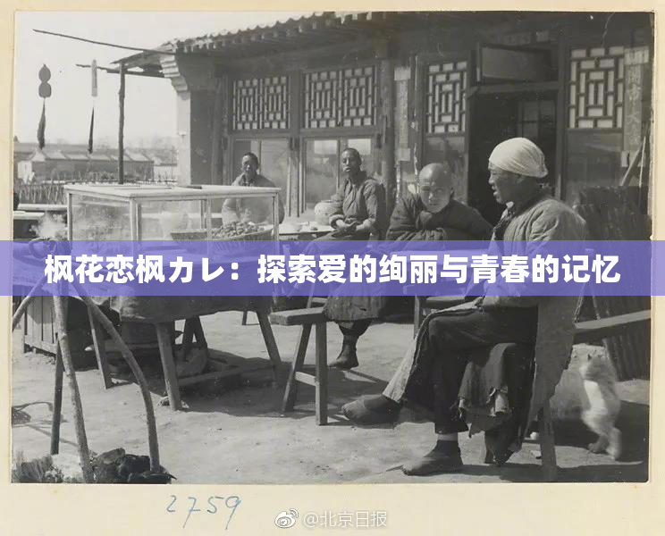 枫花恋枫カレ：探索爱的绚丽与青春的记忆