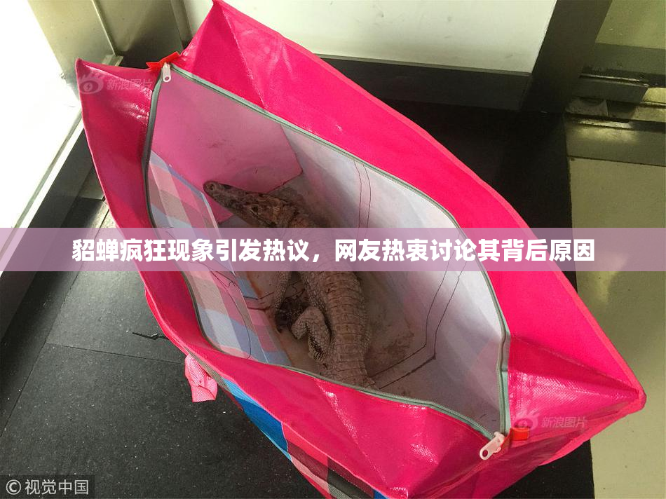 貂蝉疯狂现象引发热议，网友热衷讨论其背后原因