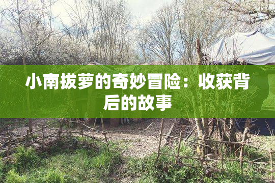 小南拔萝的奇妙冒险：收获背后的故事