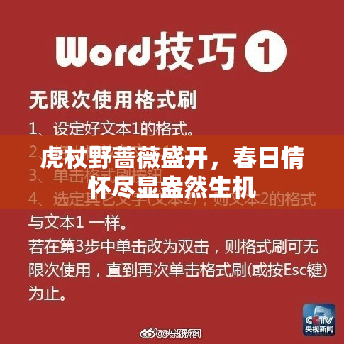 虎杖野蔷薇盛开，春日情怀尽显盎然生机