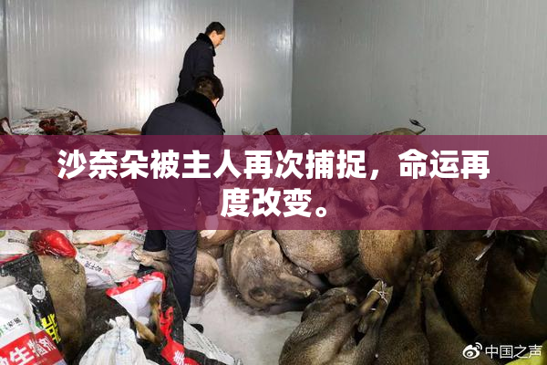 沙奈朵被主人再次捕捉，命运再度改变。