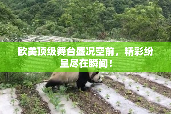 欧美顶级舞台盛况空前，精彩纷呈尽在瞬间！
