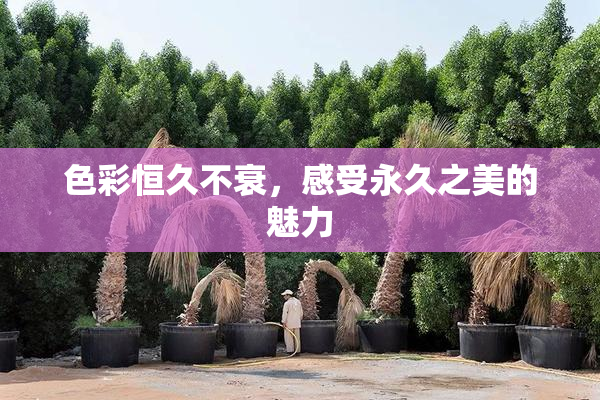 色彩恒久不衰，感受永久之美的魅力