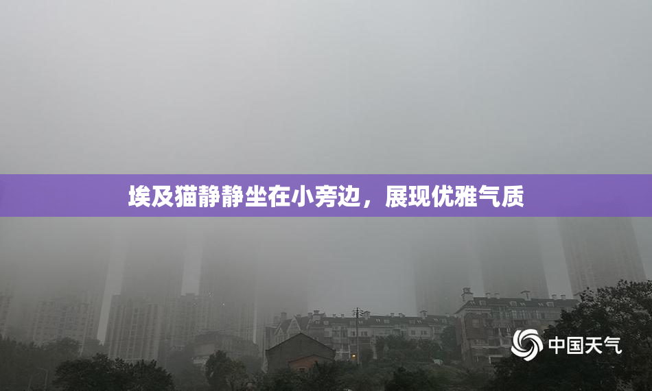埃及猫静静坐在小旁边，展现优雅气质