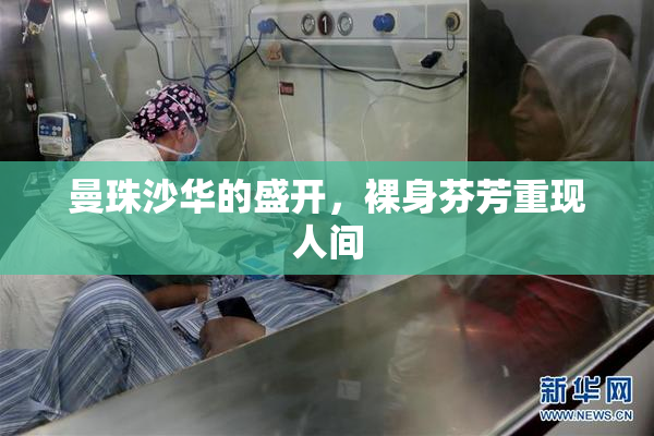 曼珠沙华的盛开，裸身芬芳重现人间