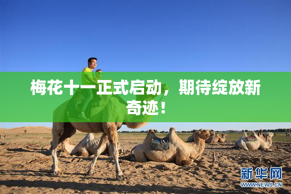梅花十一正式启动，期待绽放新奇迹！