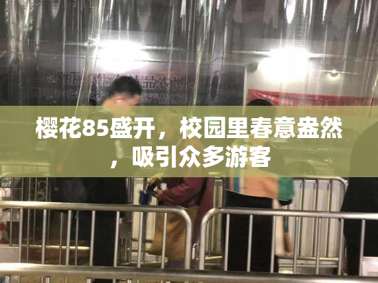 樱花85盛开，校园里春意盎然，吸引众多游客