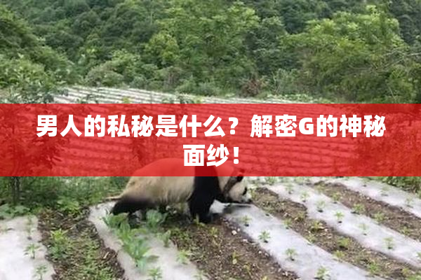 男人的私秘是什么？解密G的神秘面纱！