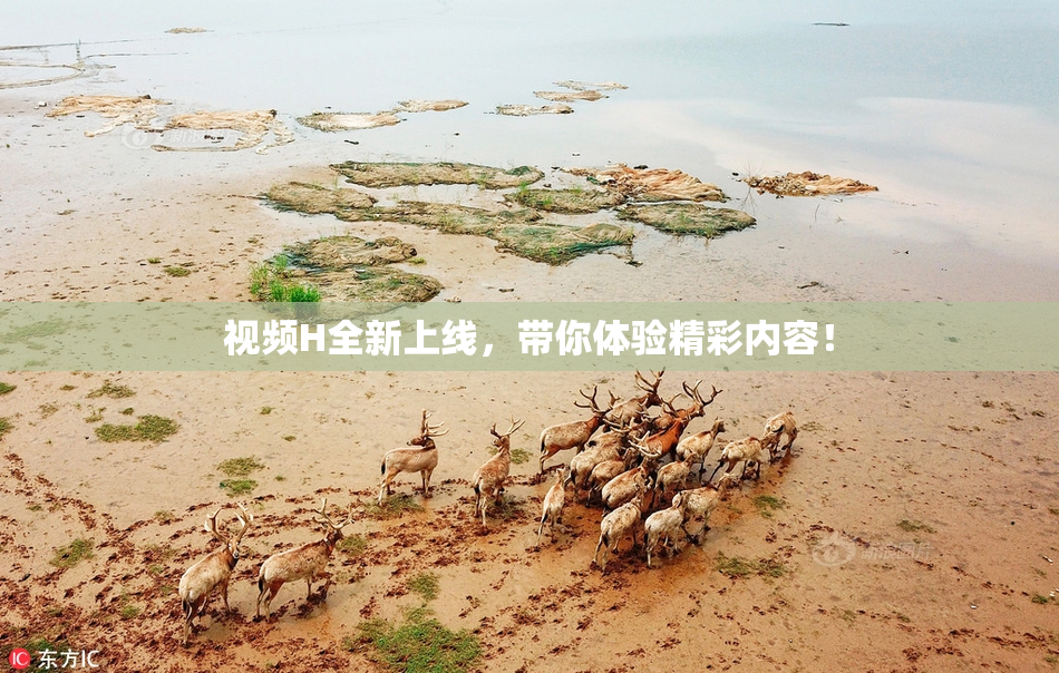 视频H全新上线，带你体验精彩内容！