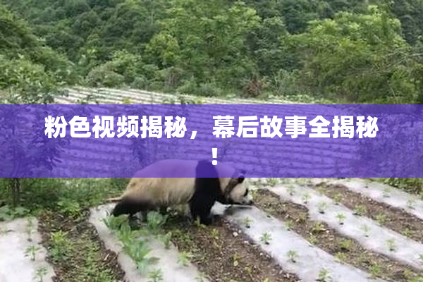 粉色视频揭秘，幕后故事全揭秘！