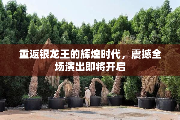 重返银龙王的辉煌时代，震撼全场演出即将开启