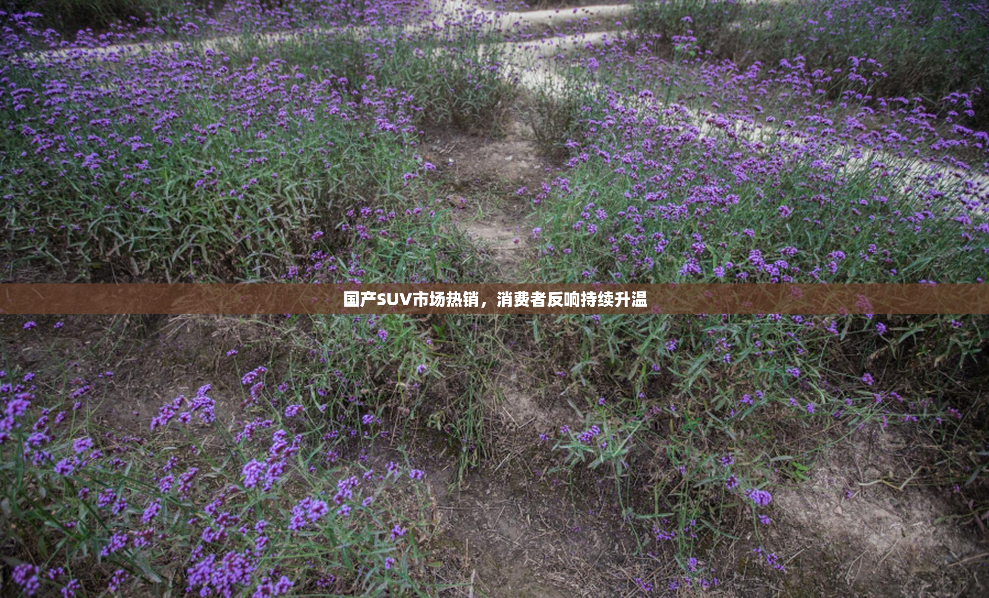国产SUV市场热销，消费者反响持续升温