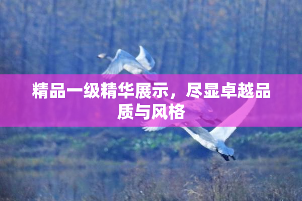 精品一级精华展示，尽显卓越品质与风格