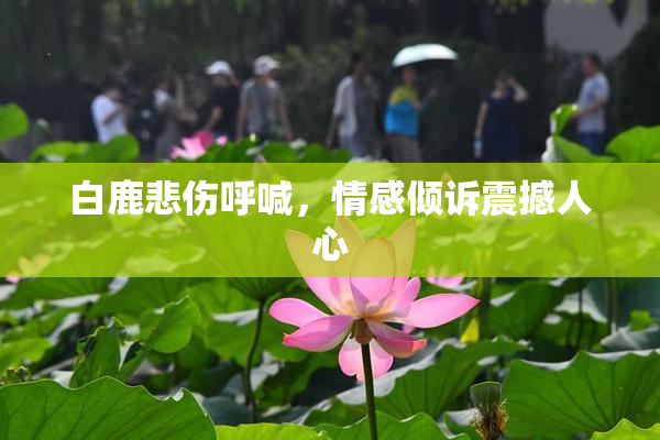 白鹿悲伤呼喊，情感倾诉震撼人心