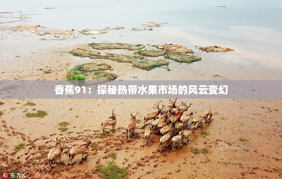 香蕉91：探秘热带水果市场的风云变幻