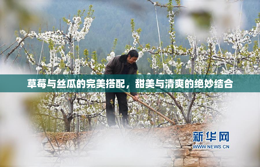 草莓与丝瓜的完美搭配，甜美与清爽的绝妙结合