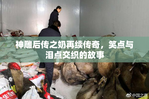 神雕后传之奶再续传奇，笑点与泪点交织的故事