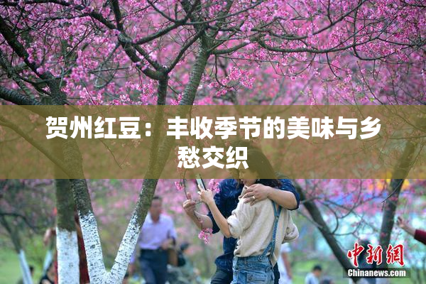 贺州红豆：丰收季节的美味与乡愁交织