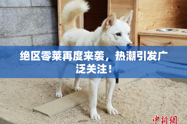 绝区零莱再度来袭，热潮引发广泛关注！