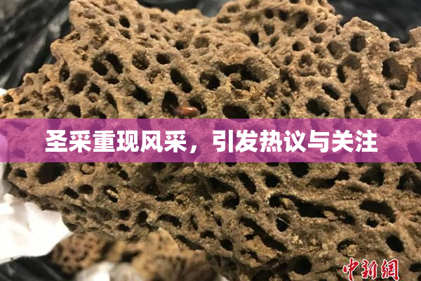 圣采重现风采，引发热议与关注