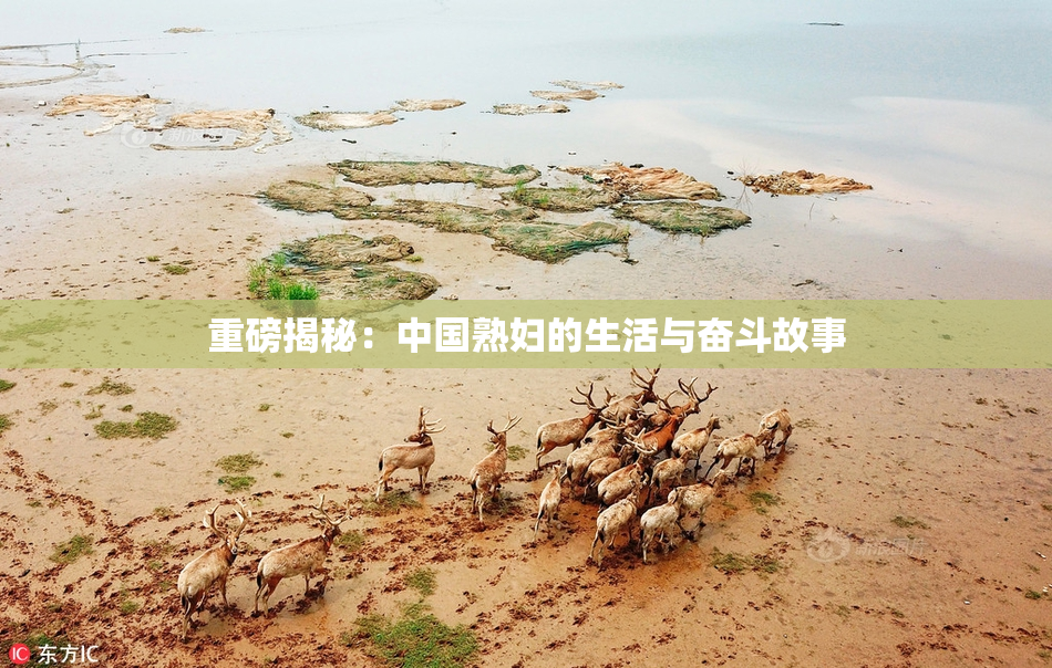 重磅揭秘：中国熟妇的生活与奋斗故事