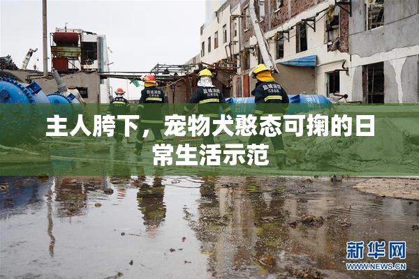 主人胯下，宠物犬憨态可掬的日常生活示范