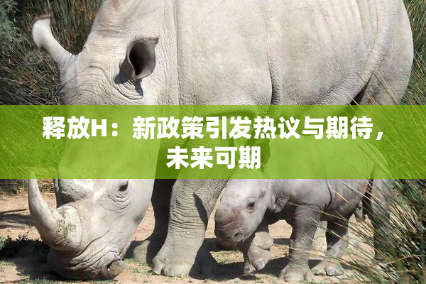 释放H：新政策引发热议与期待，未来可期