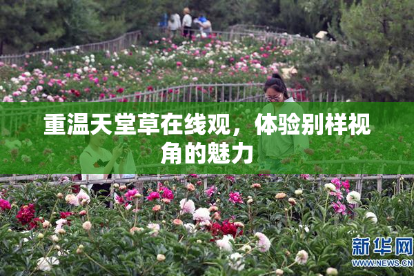 重温天堂草在线观，体验别样视角的魅力