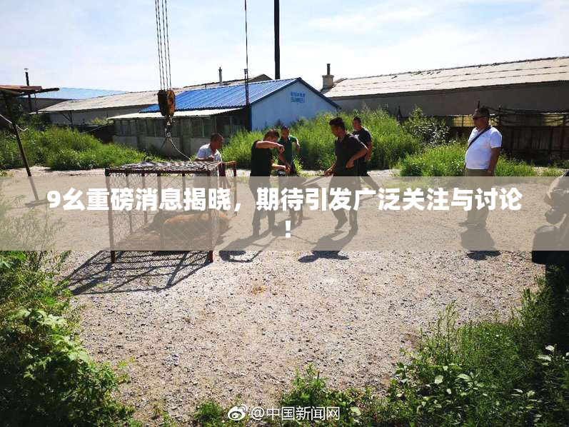 9幺重磅消息揭晓，期待引发广泛关注与讨论！