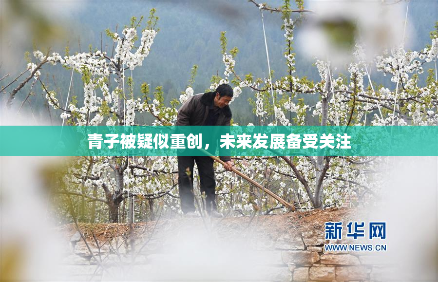 青子被疑似重创，未来发展备受关注