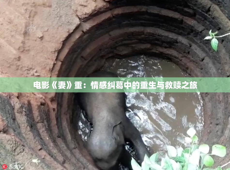 电影《妻》重：情感纠葛中的重生与救赎之旅