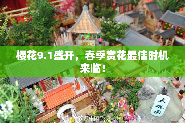 樱花9.1盛开，春季赏花最佳时机来临！