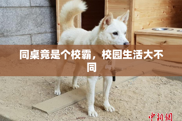 同桌竟是个校霸，校园生活大不同
