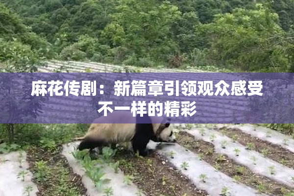 麻花传剧：新篇章引领观众感受不一样的精彩