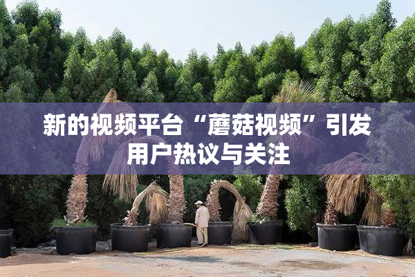 新的视频平台“蘑菇视频”引发用户热议与关注