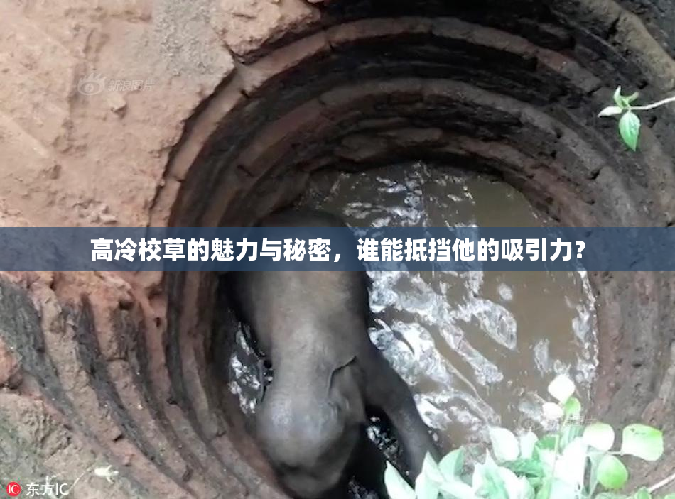 高冷校草的魅力与秘密，谁能抵挡他的吸引力？